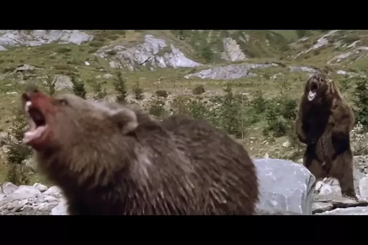 bear horror movies